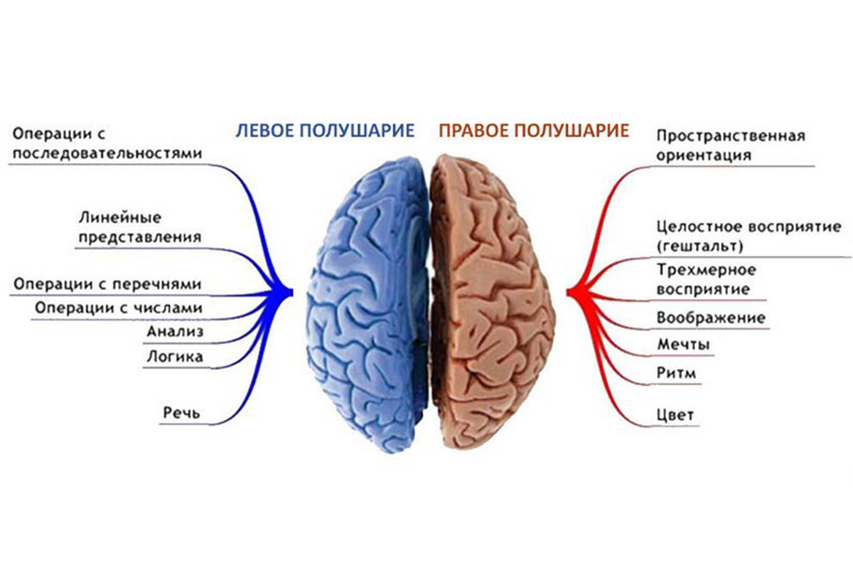 Асимметрия полушарий головного мозга. Правое полушарие доминирует