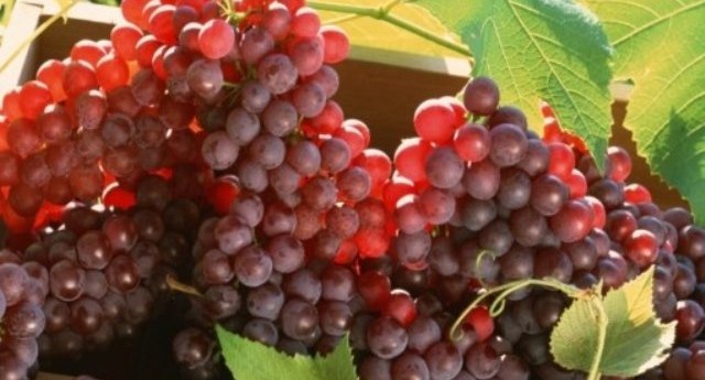Амурский виноград, порошок Каллуса