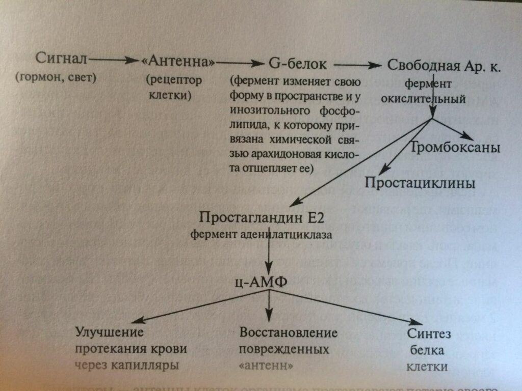 Фото Схема регуляции биосинтеза веществ в клетке