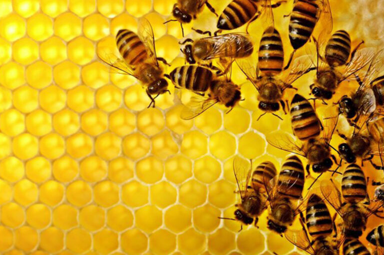 Экология и пчелы.