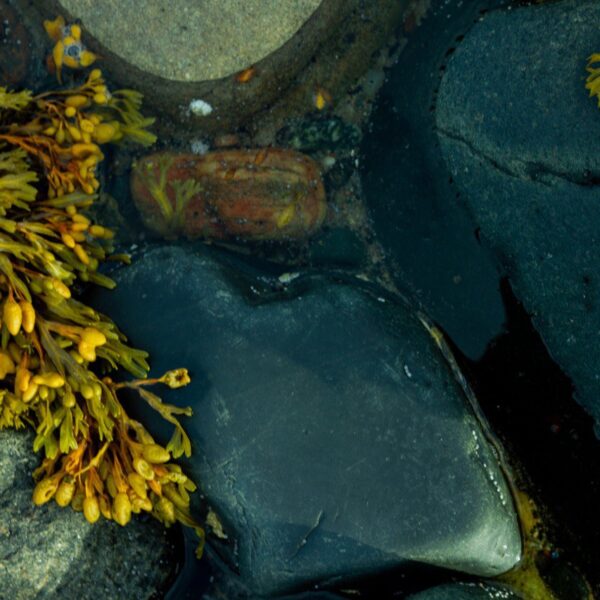 УНИВЕРСАЛЬНАЯ СМЕСЬ на основе Экстракта ИСТОЧНИК ЖИВЫ. 3 часть